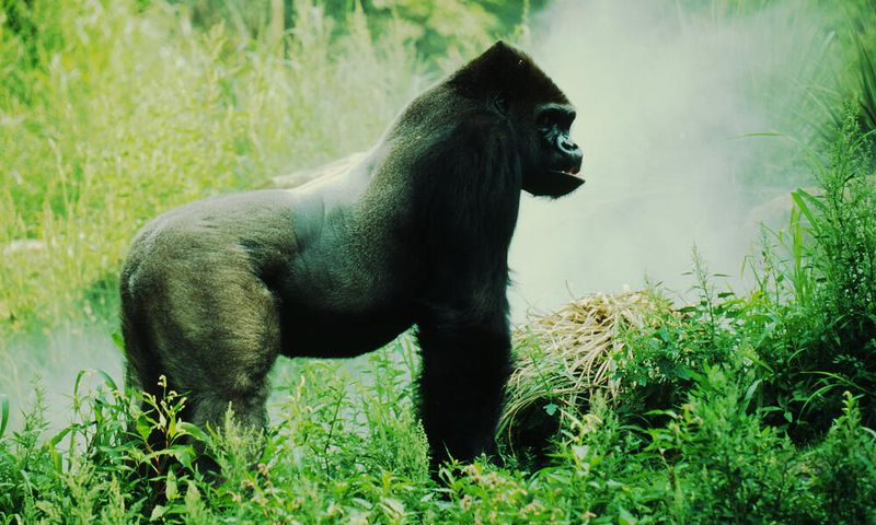 Eastern Lowland Gorilla