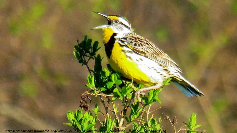 Eastern Meadowlark