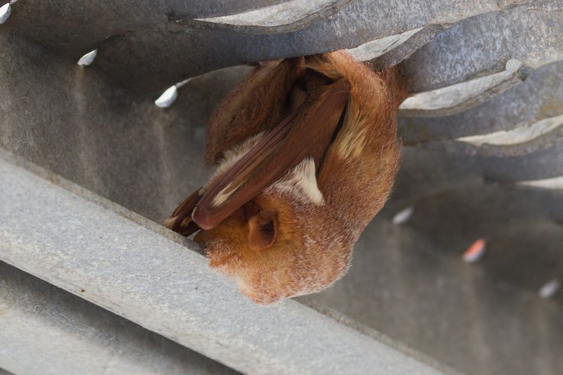 Eastern Red Bat
