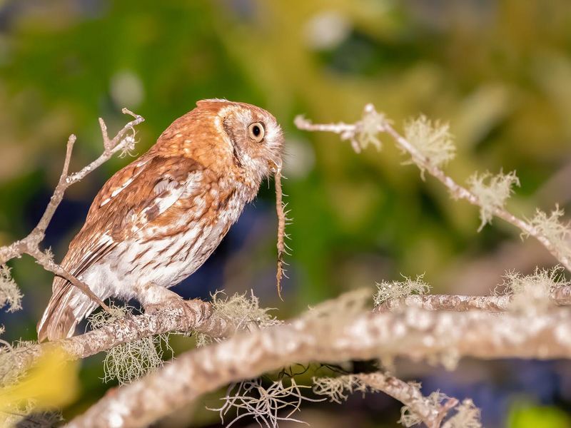 Eastern Screech Owl