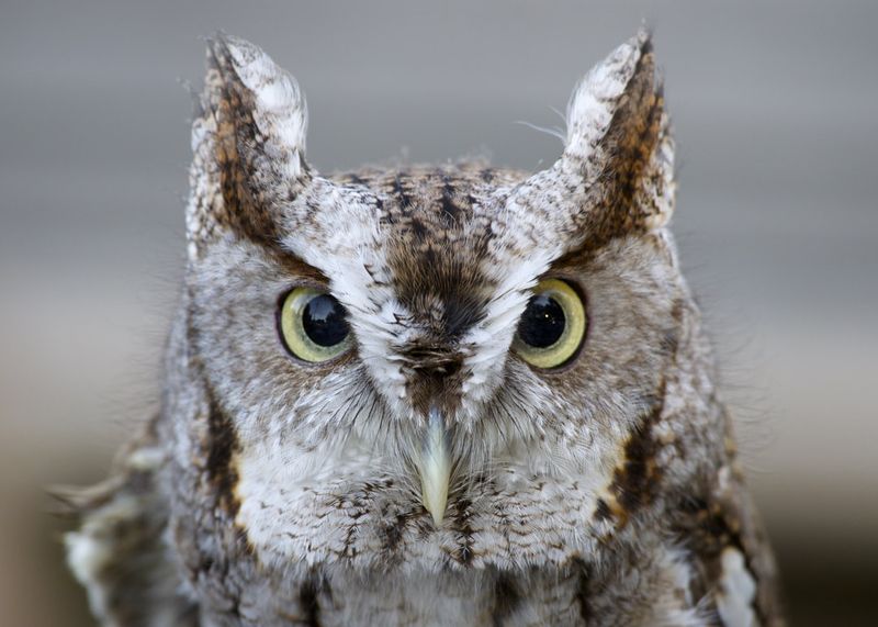 Eastern Screech Owl