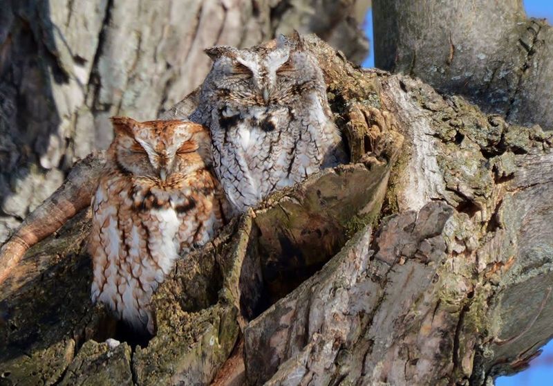 Eastern Screech Owl