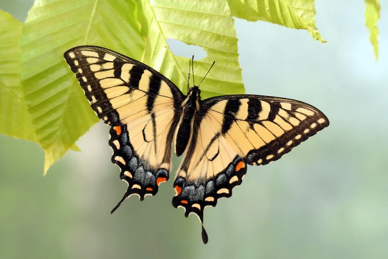 Eastern Tiger Swallowtail