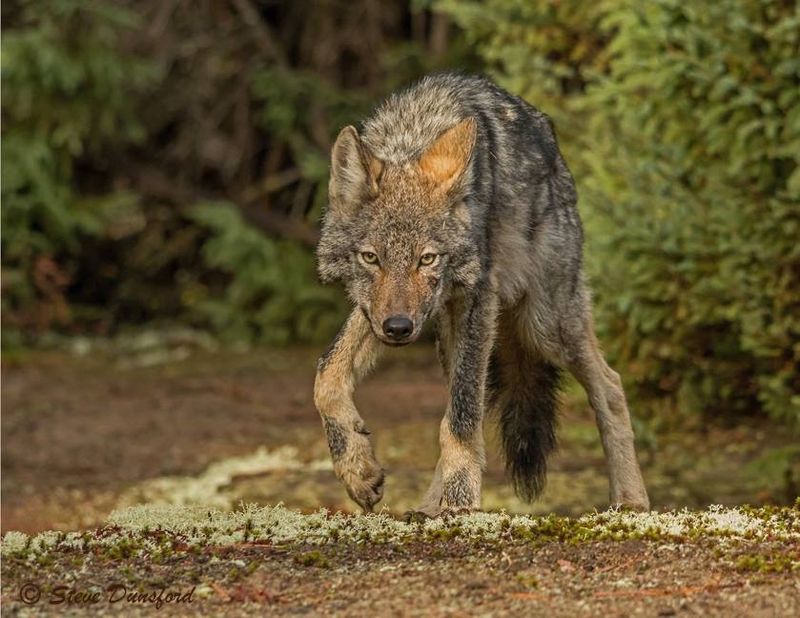Eastern Wolf
