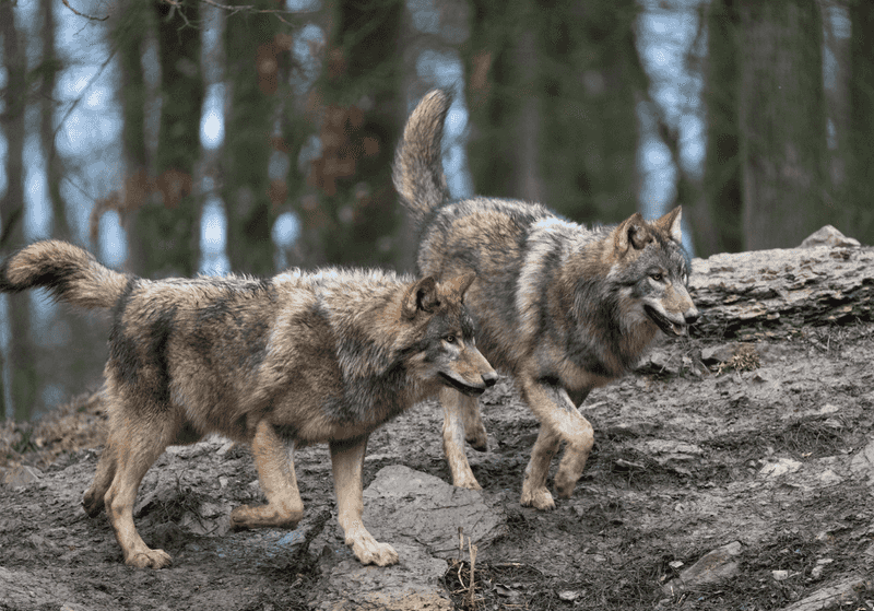 Eastern Wolf