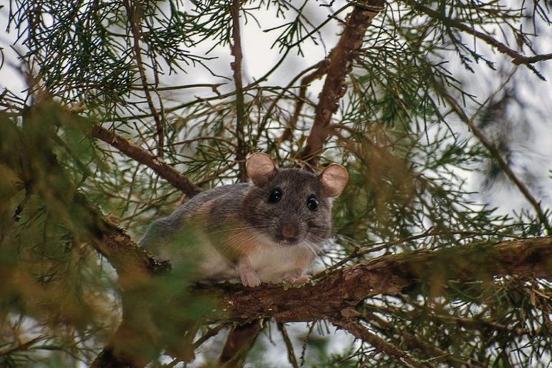 Eastern Woodrat