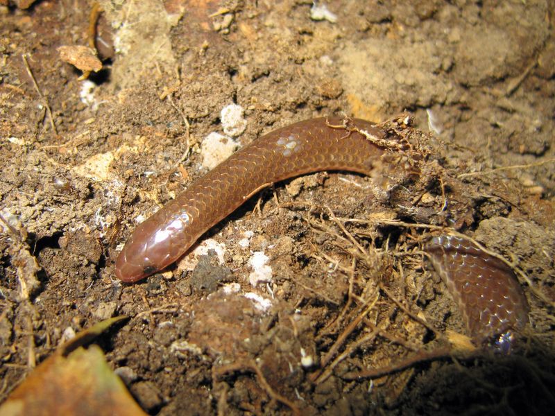 Eastern Worm Snake
