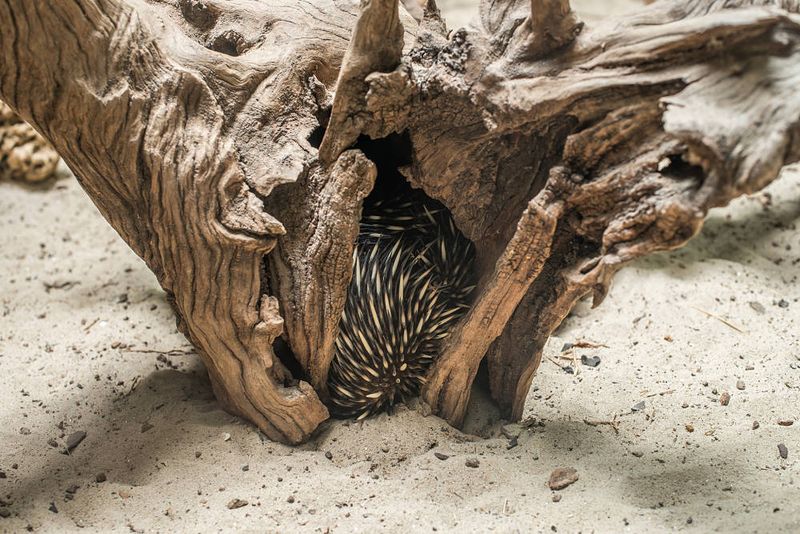 Echidna