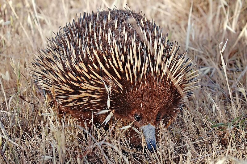 Echidna