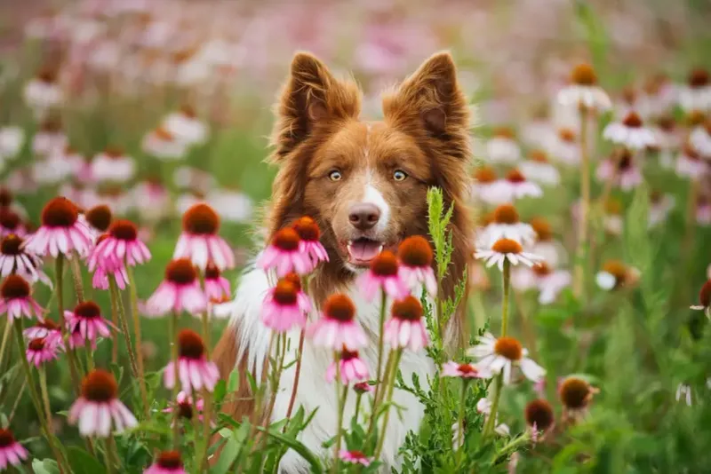 Echinacea