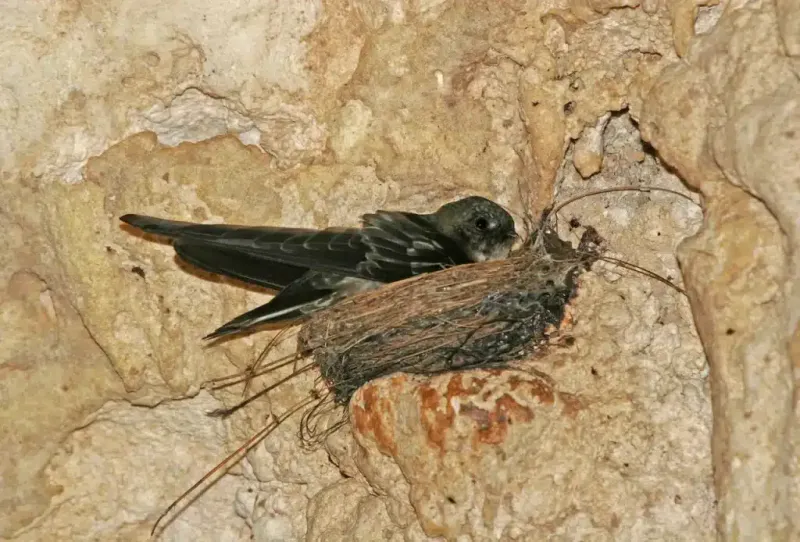 Echolocation of Swiftlets