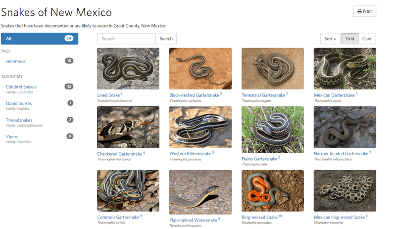 Educate Yourself About Local Snakes