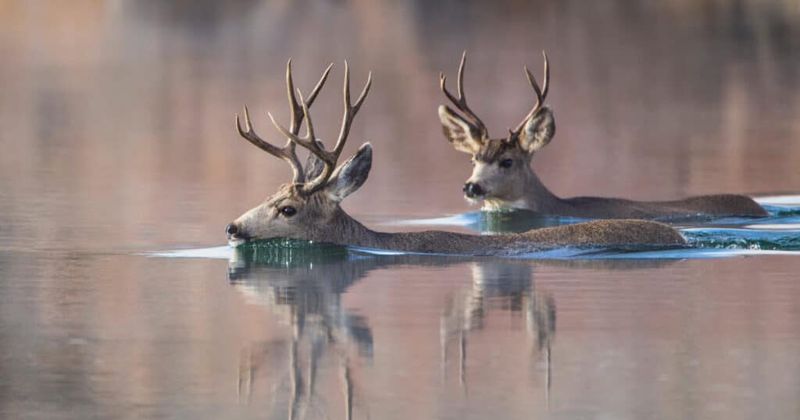 Effective Swimmers