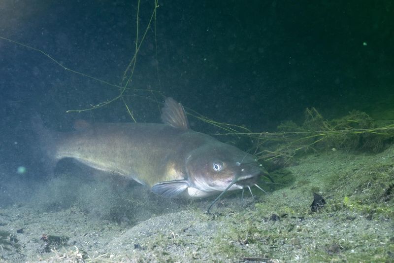 Efficient Bottom Feeders