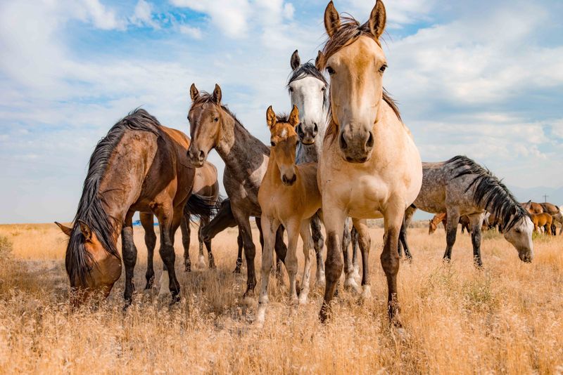 Efforts to Preserve Mustang Populations