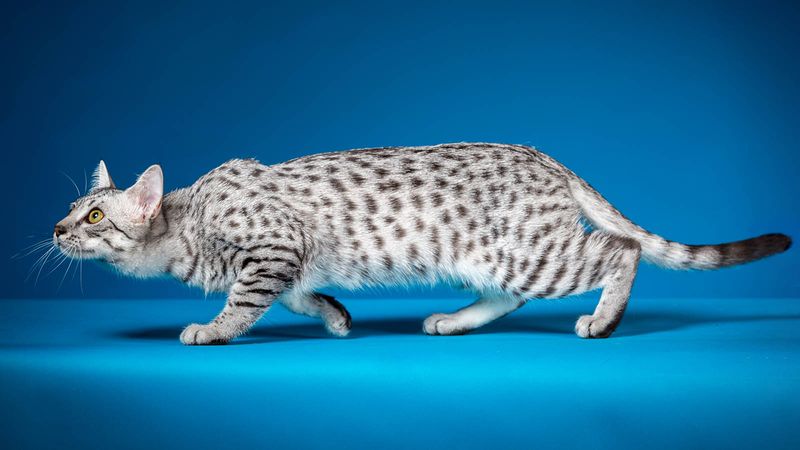 Egyptian Mau