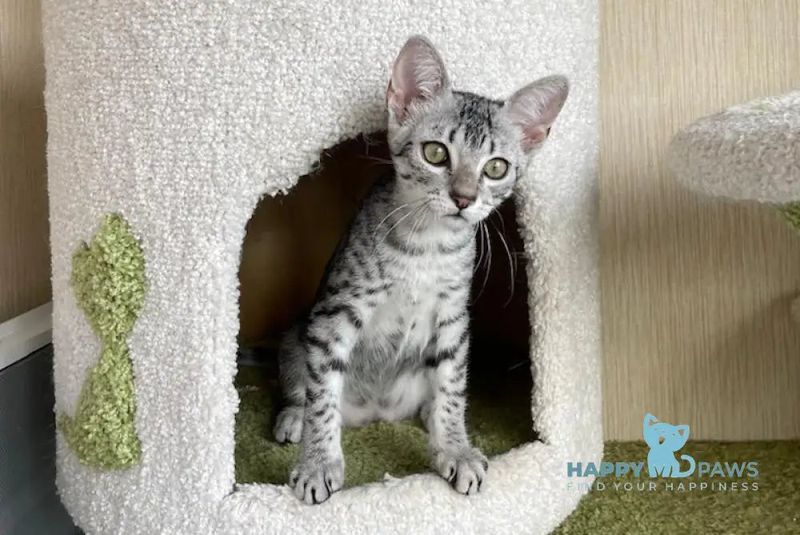 Egyptian Mau