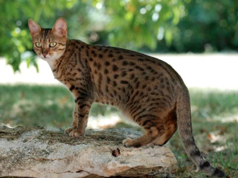 Egyptian Mau