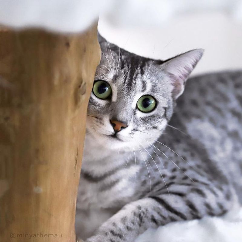 Egyptian Mau