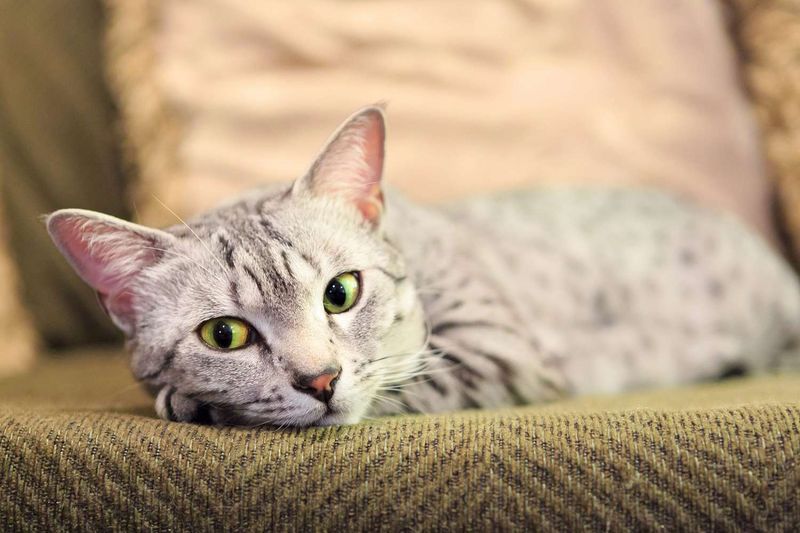 Egyptian Mau