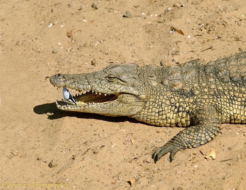 Egyptian Plover and Crocodile