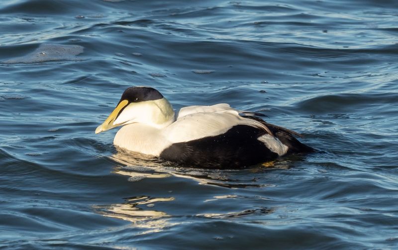 Eider Duck