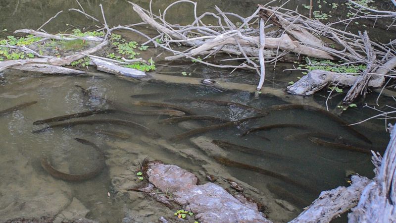 Electric Eel