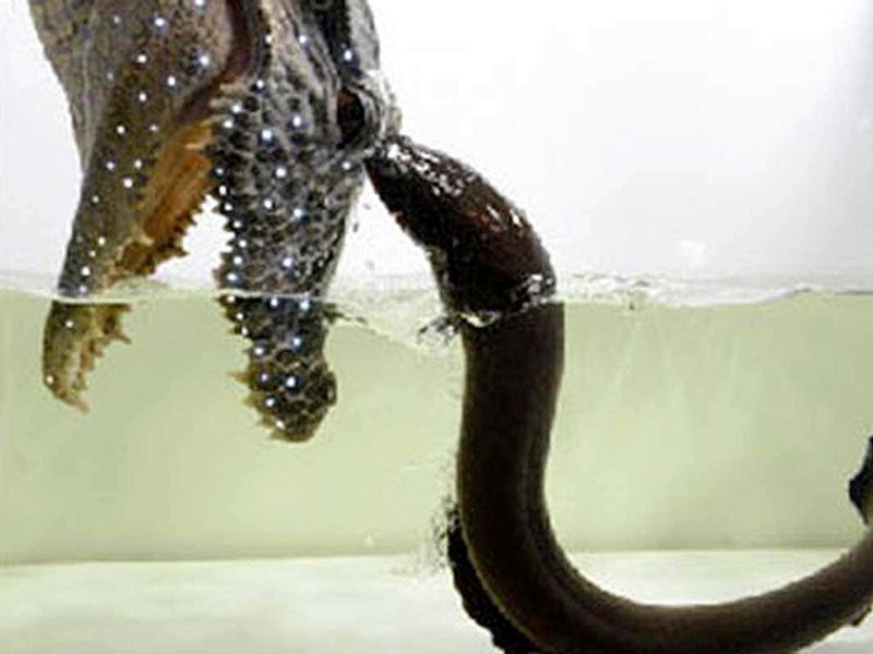 Electric Eel