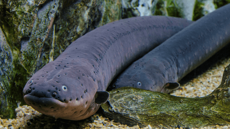 Electric Eel