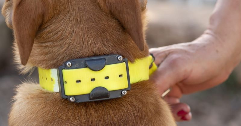 Electronic Shock Collars