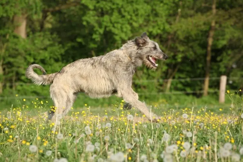 Elegance in Motion