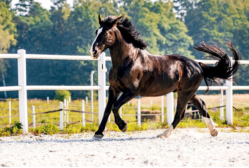 Elegant Grace