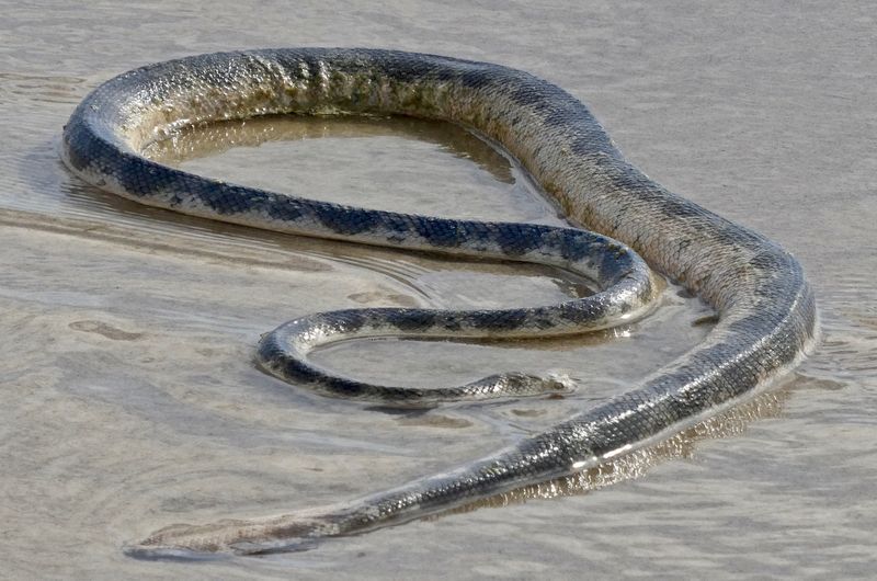 Elegant Sea Snake