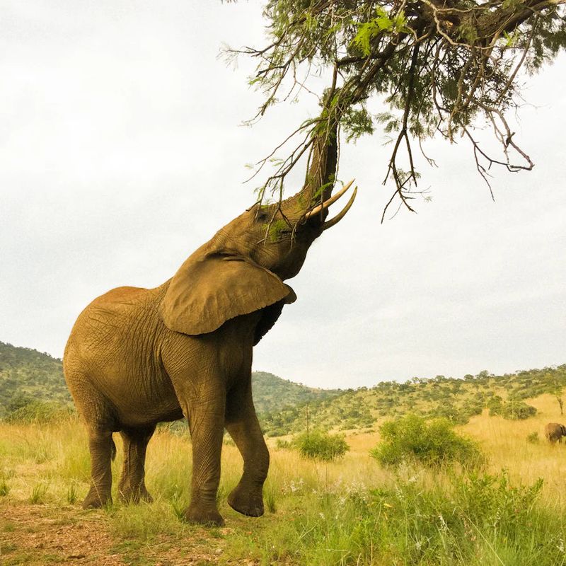 Elephant