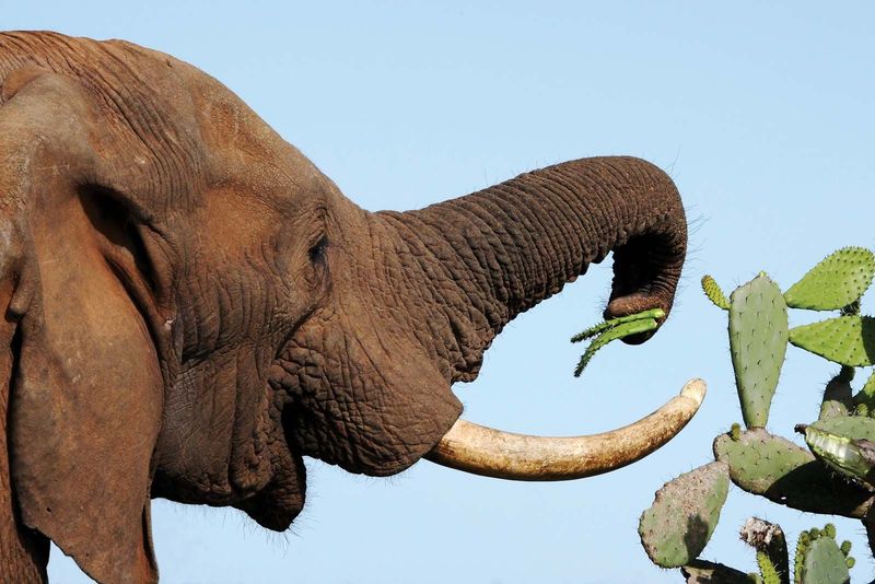 Elephant