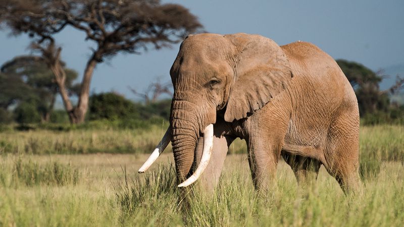 Elephant