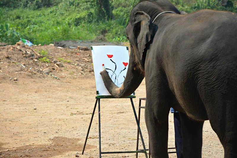 Elephant