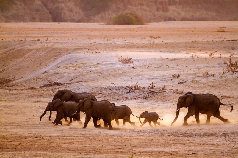 Elephant
