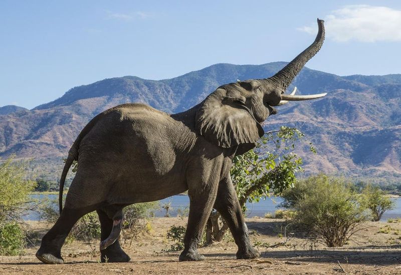 Elephant