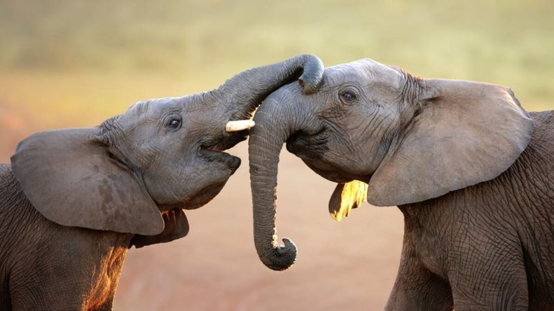 Elephant