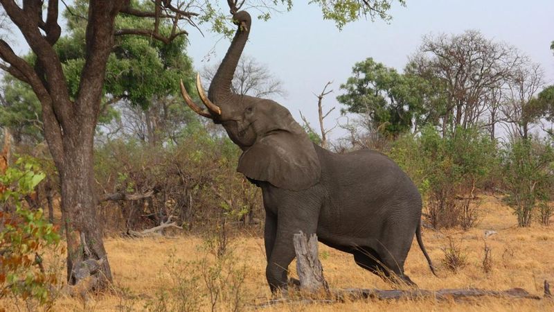 Elephant