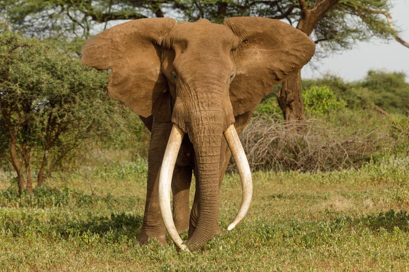 Elephant