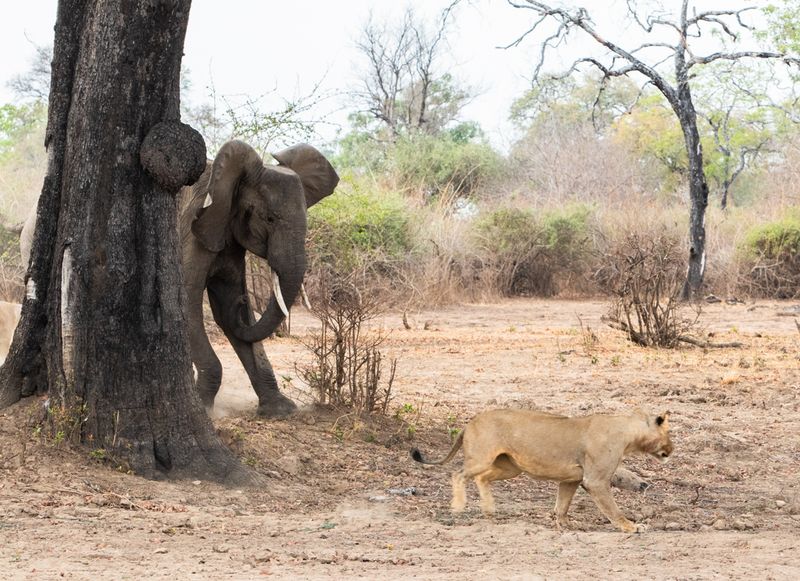 Elephant