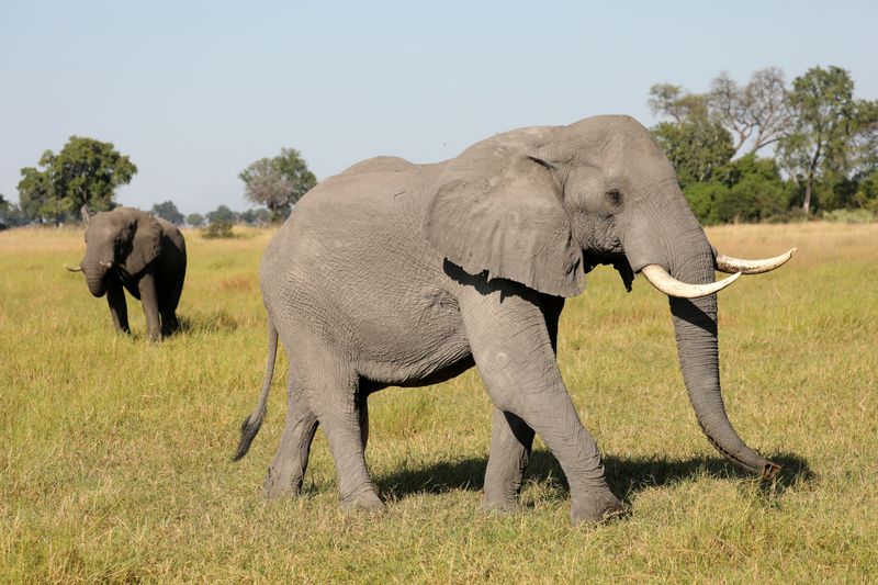 Elephant