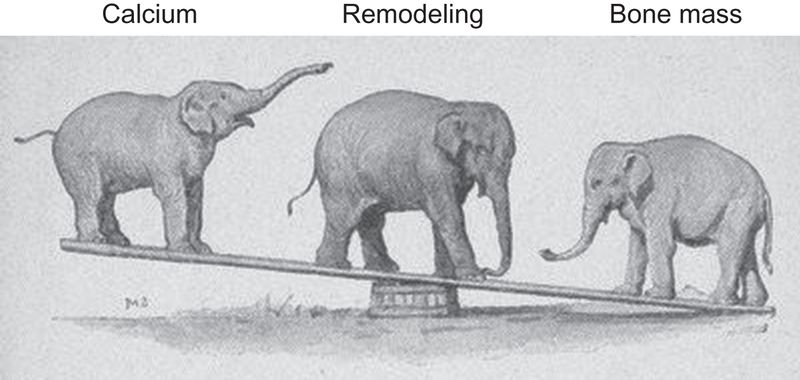 Elephant Bones as Calcium Source