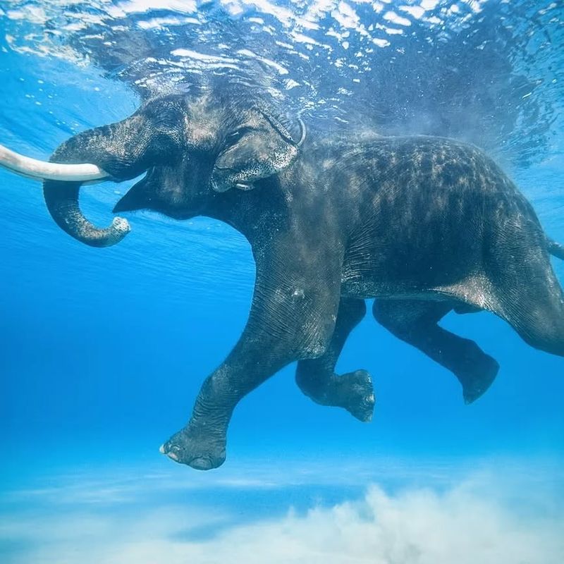 Elephant Enjoying a Pool Party