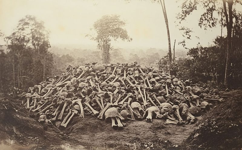 Elephant Graveyards: Myth or Reality?