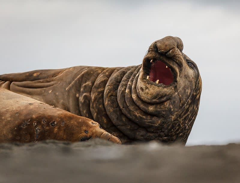 Elephant Seal