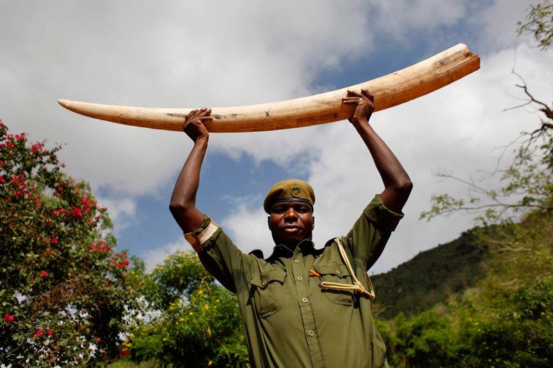 Elephant Tusks and Ivory Trade