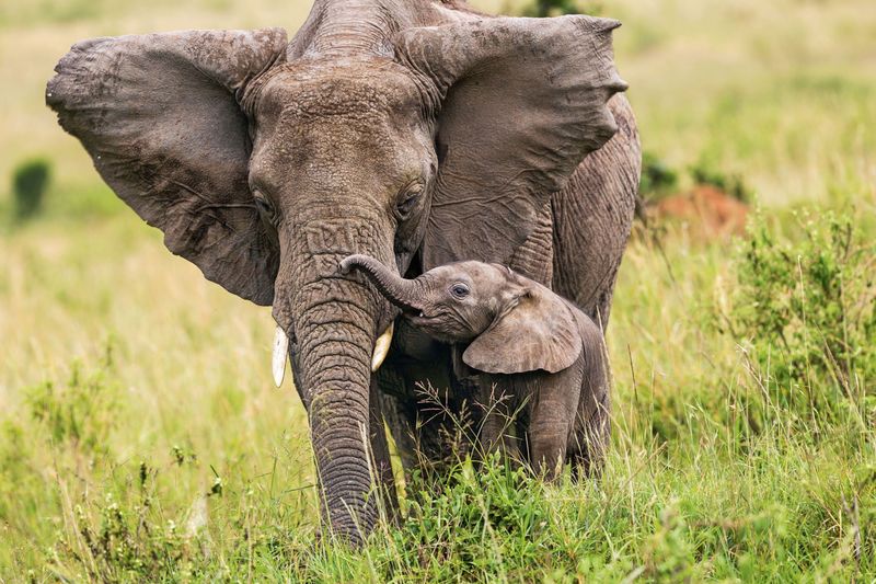 Elephant